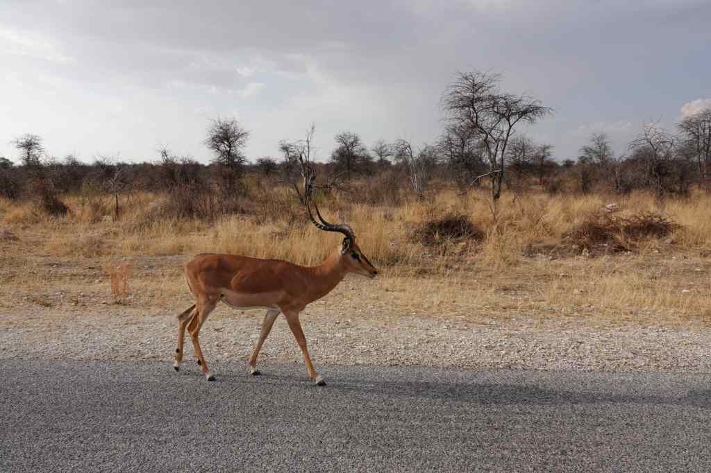 impala etosha