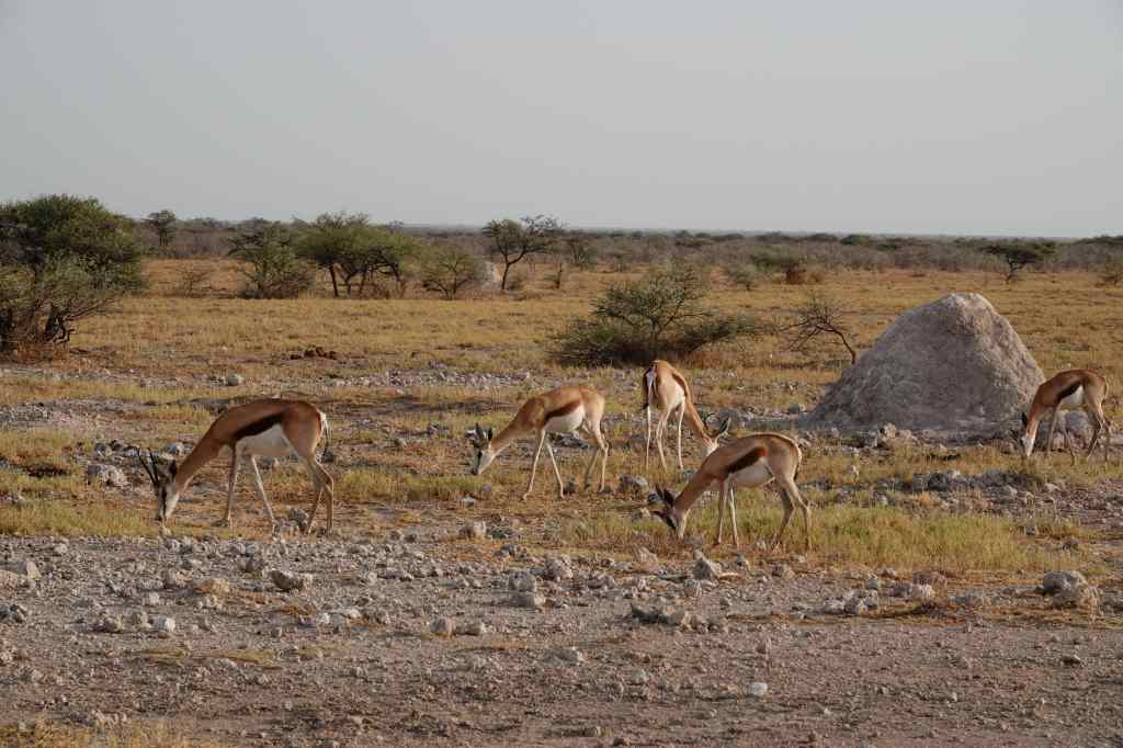 springbok-Etosha