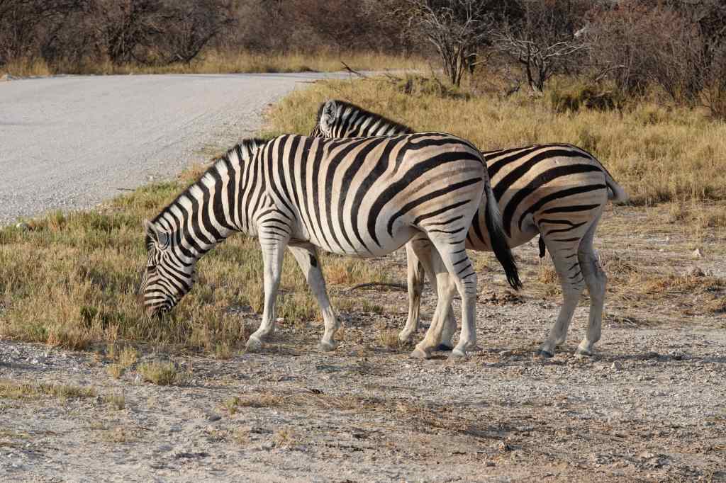 Zebra at Etosha