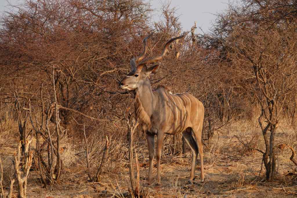 Kudu-at-Etosha