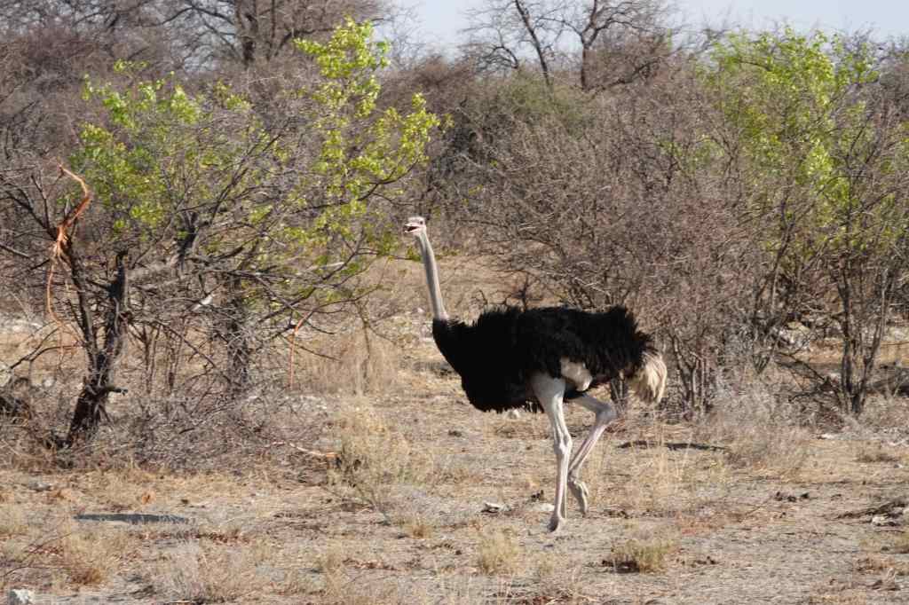 Ostrich at Etosha National Park