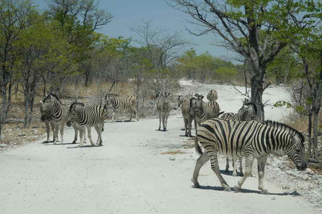 Zebra at Etosha National Park