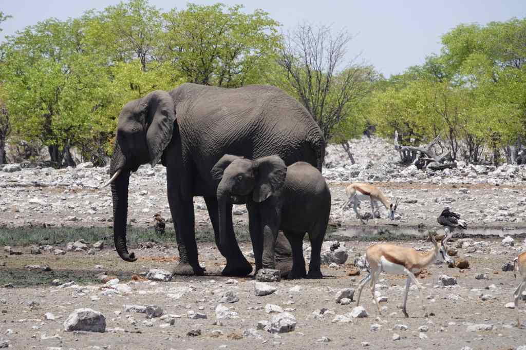 Mummy and baby elephant