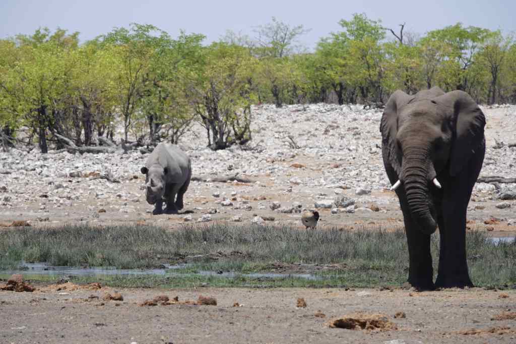 Black Rhino approaches waterhole