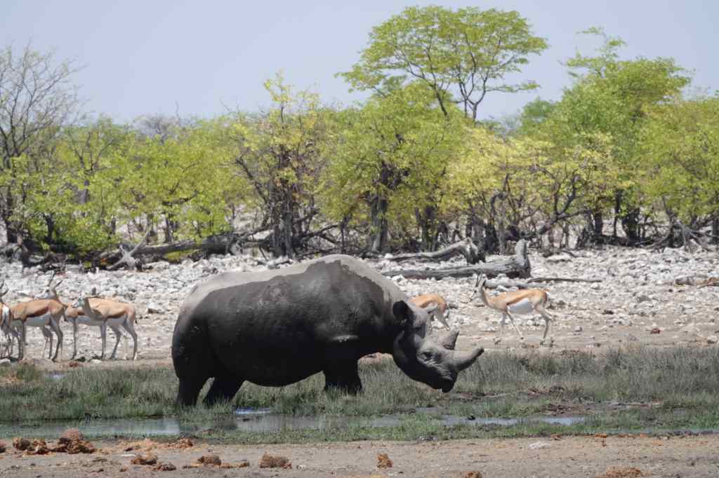 Rhino at Etosha