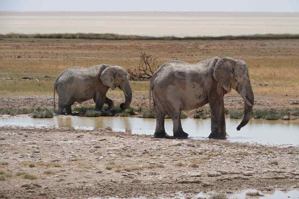 Elephants at Etosha