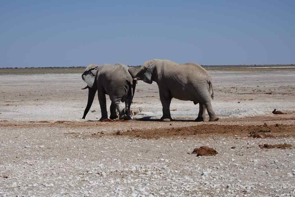  more elephants at Etosha