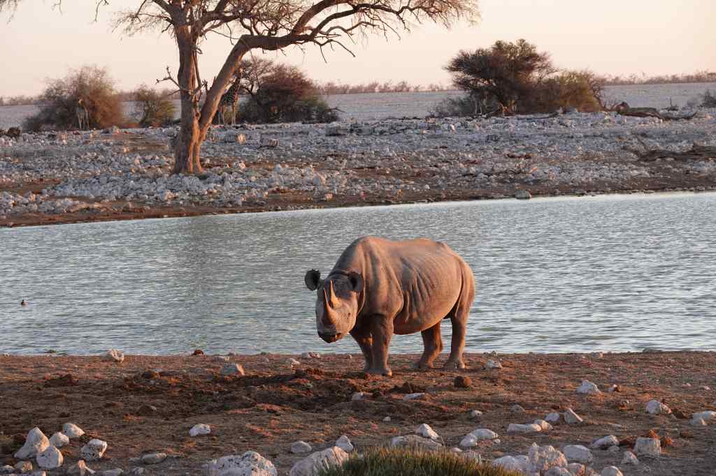 Rhino at Etosha