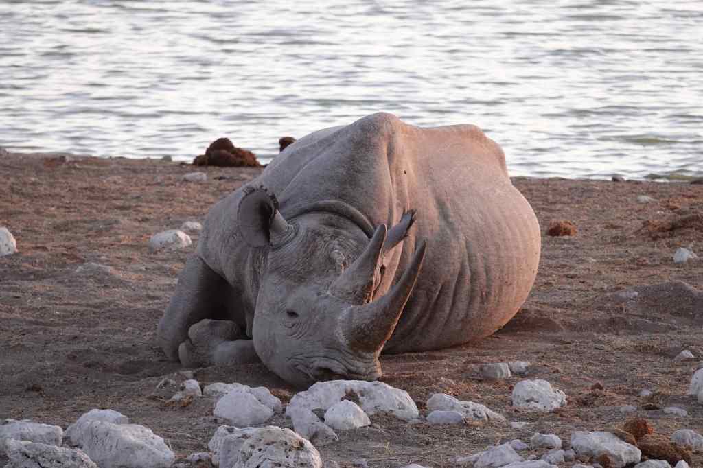 Rhino at Okaukuejo Watering Hole