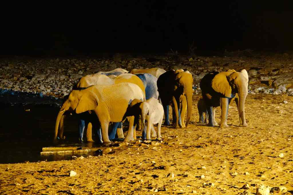 Elephants at Okaukuejo Etosha