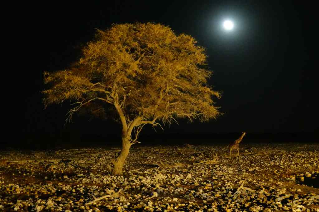 A giraffe approaches Okaukuejo