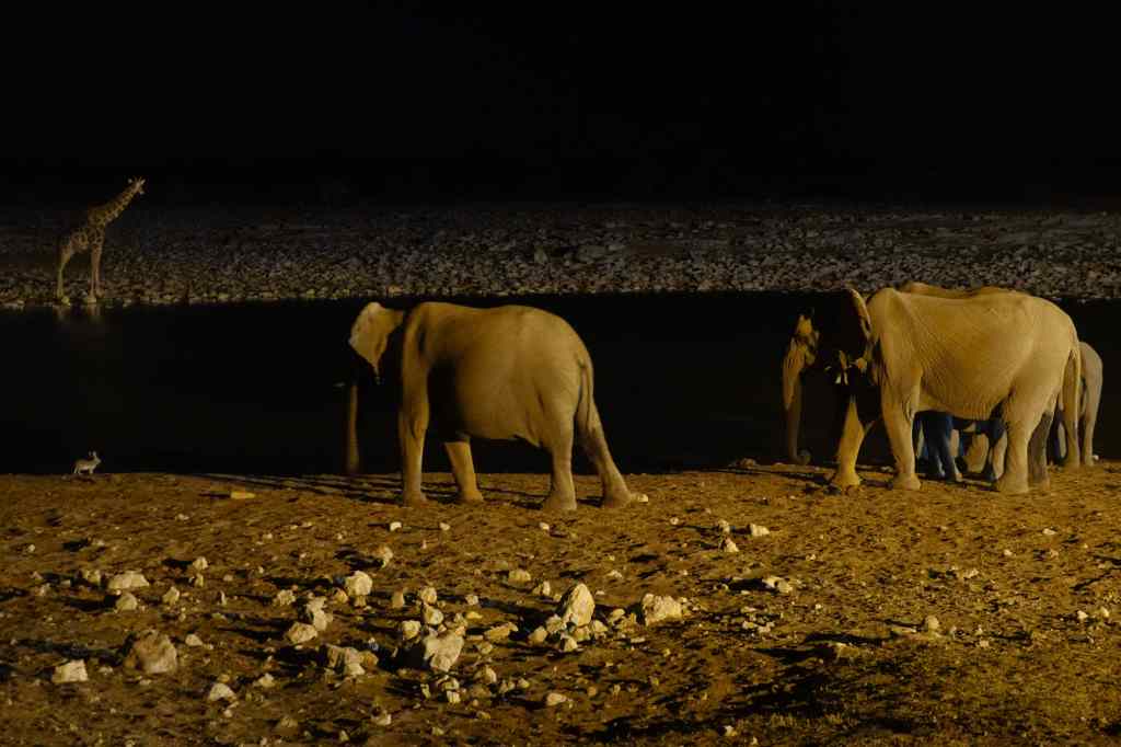 scrub hare and elephants Okaukuejo