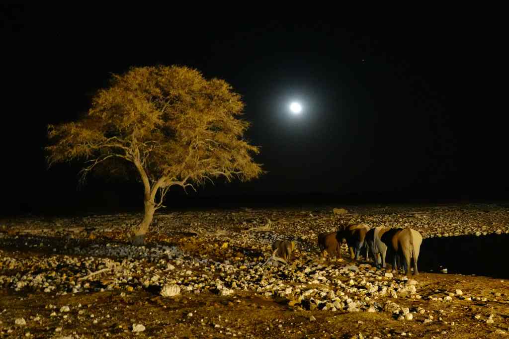 Elephant herd Okaukuejo