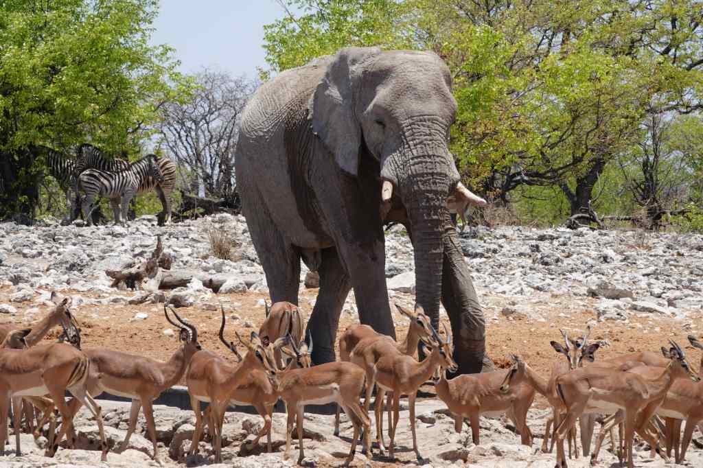 Elephant-and-Impala