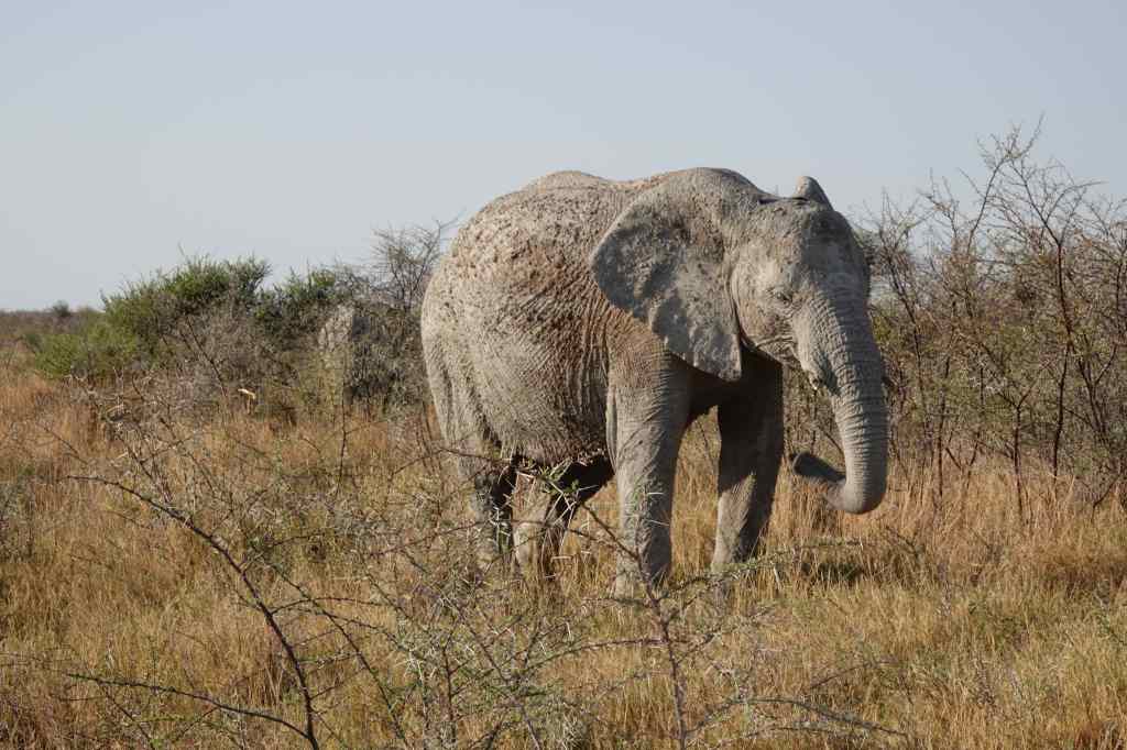 Elephant-Etosha