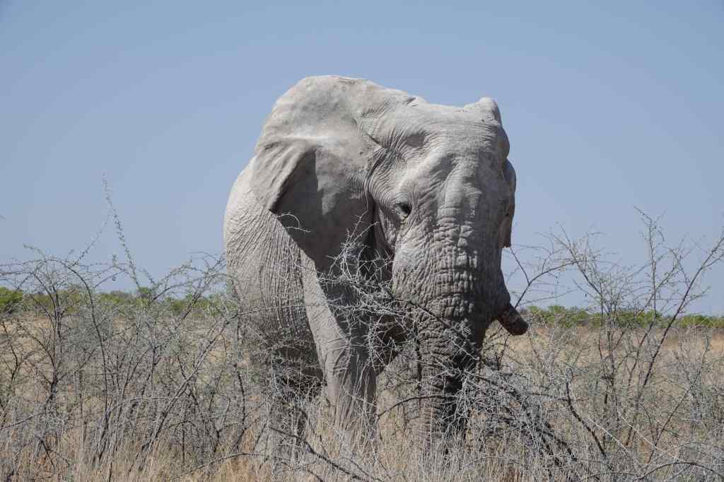 Elephant Etosha