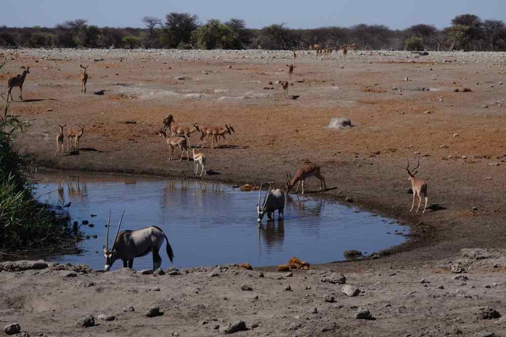Oryx-at-Etosha
