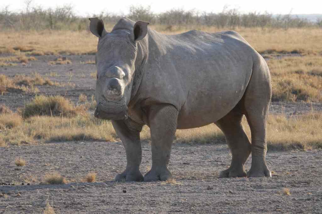 White Rhino Etosha