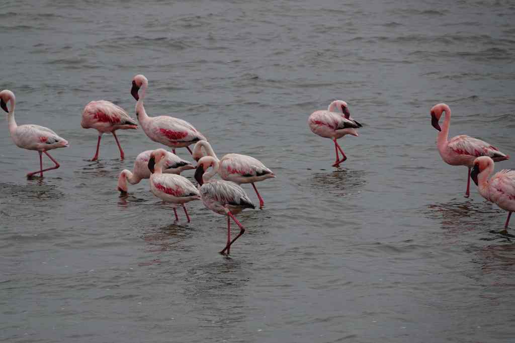 Flamingos at Walvis Bay