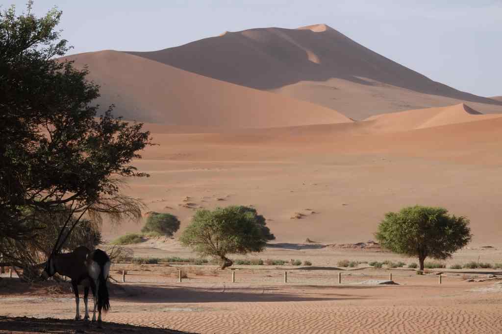 Big Mommy Dune with Oryx
