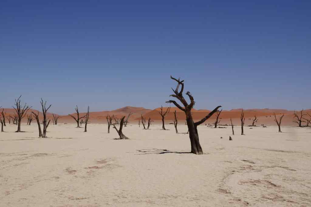 the Dead Vlei
