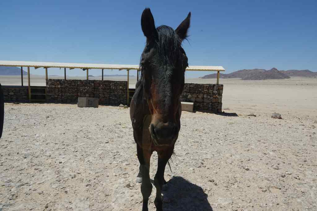 Hungry desert horse