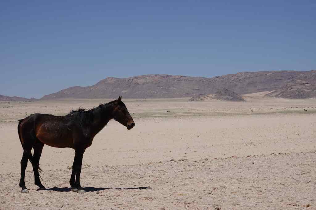 desert horse