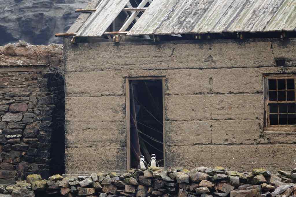 Luderitz penguin couple