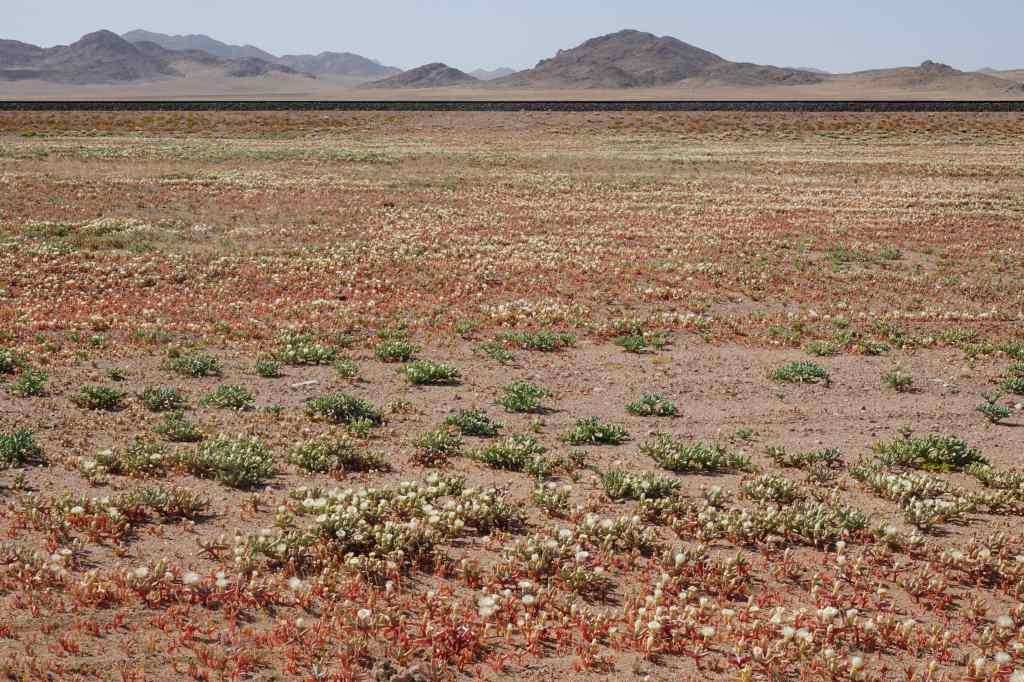 more flowers on the road near Luderitz