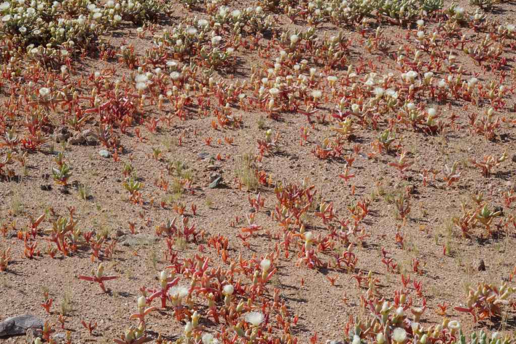 flowers on the road near Luderitz