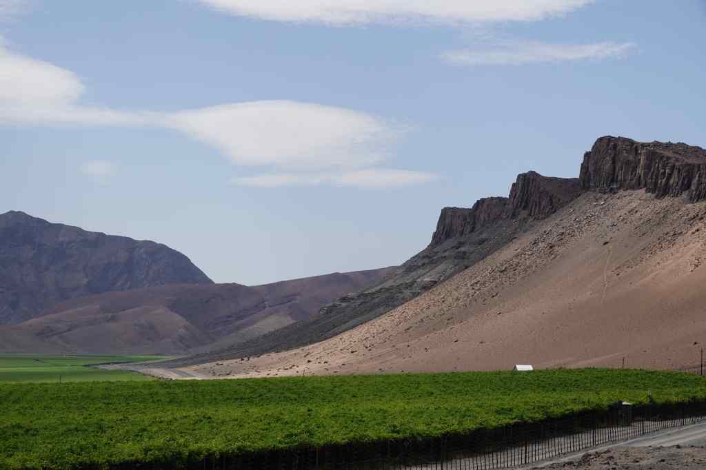Vineyard on the Orange River