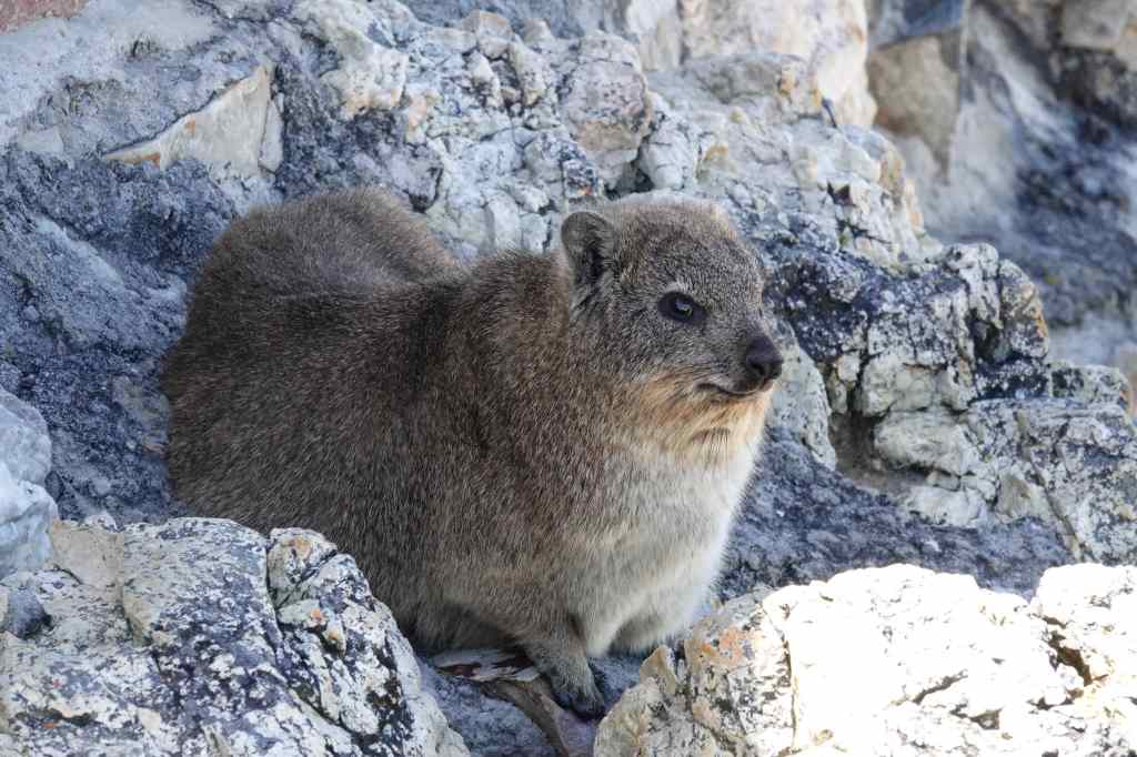 the Rock Hyrax or Dassie