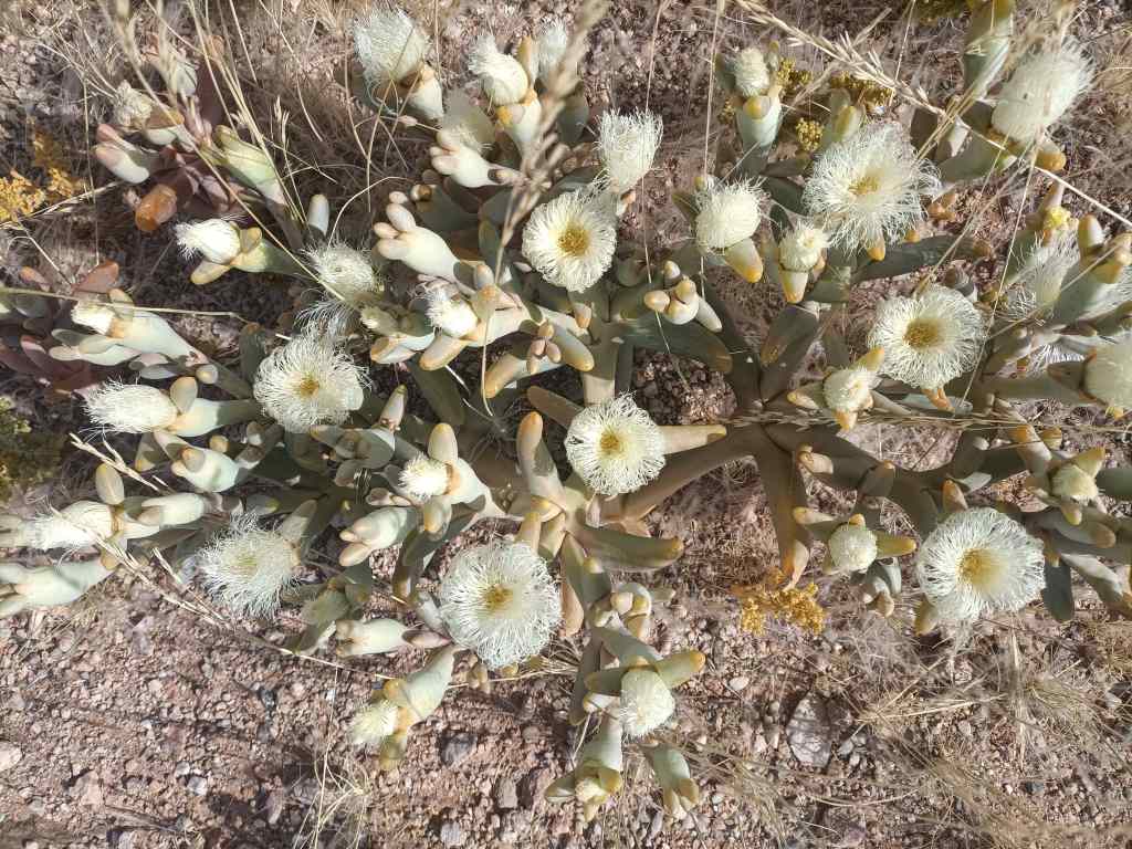 flowers on the road near Luderitz