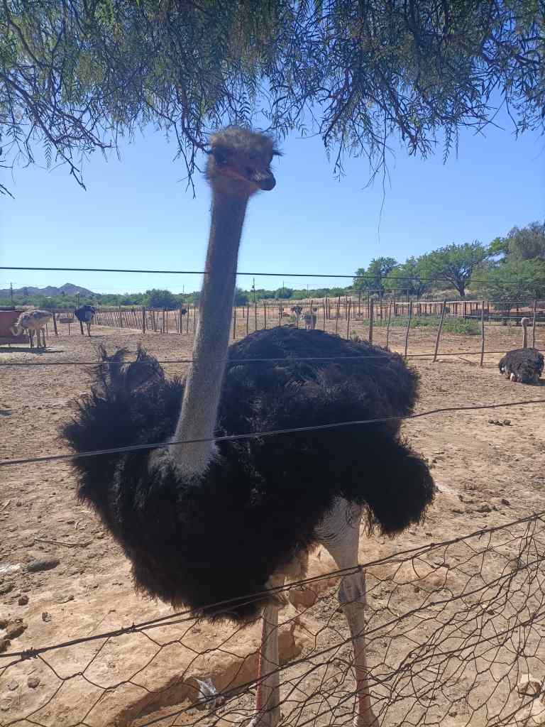 Highgate Ostrich Frame Oudtshoorn