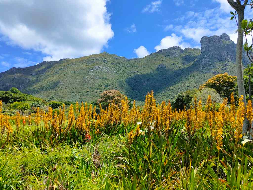 Kirstenbosch Gardens Cape Town