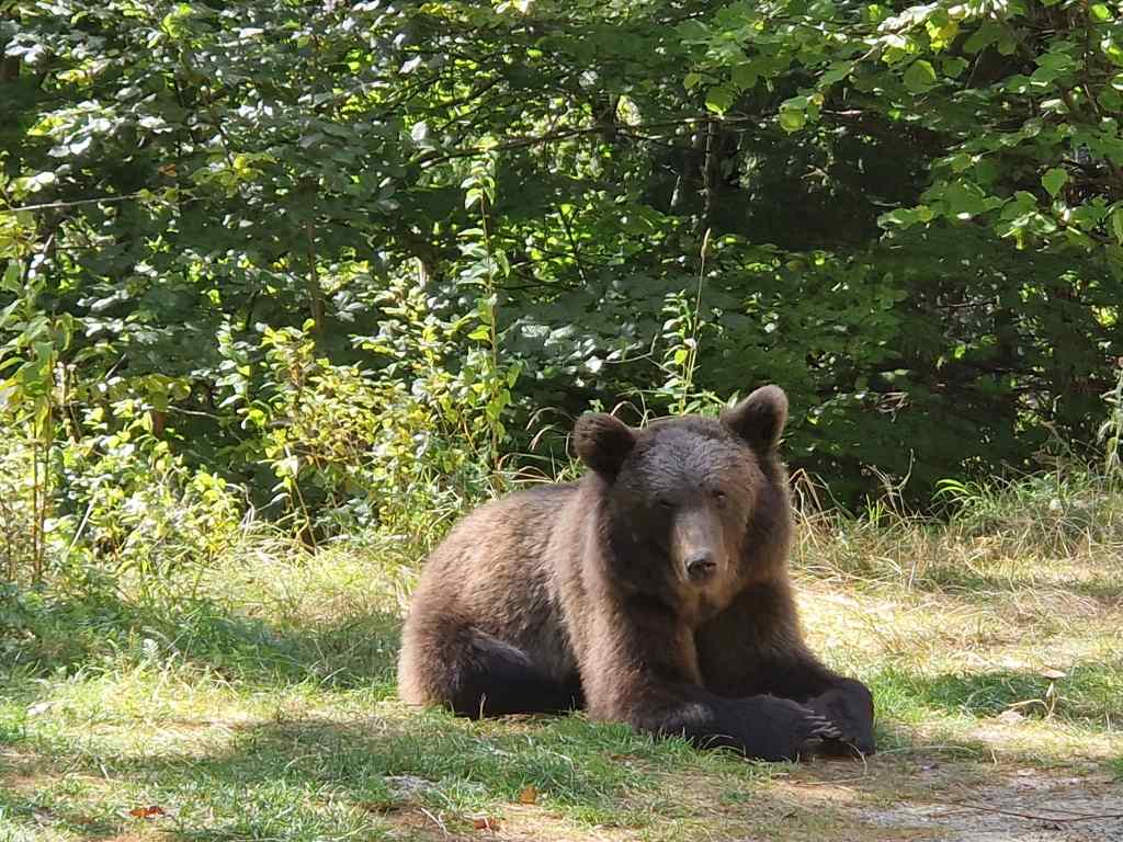 Wild Bear Romania