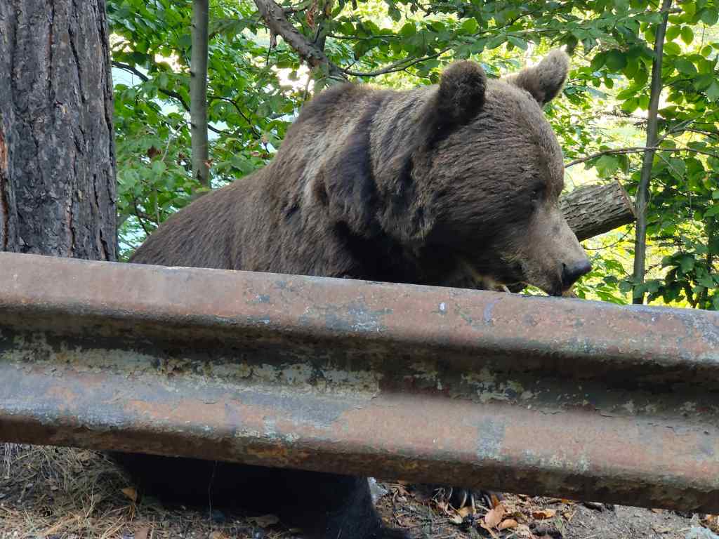 Wild Bear Romania