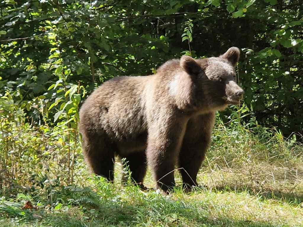 Wild Bear Romania