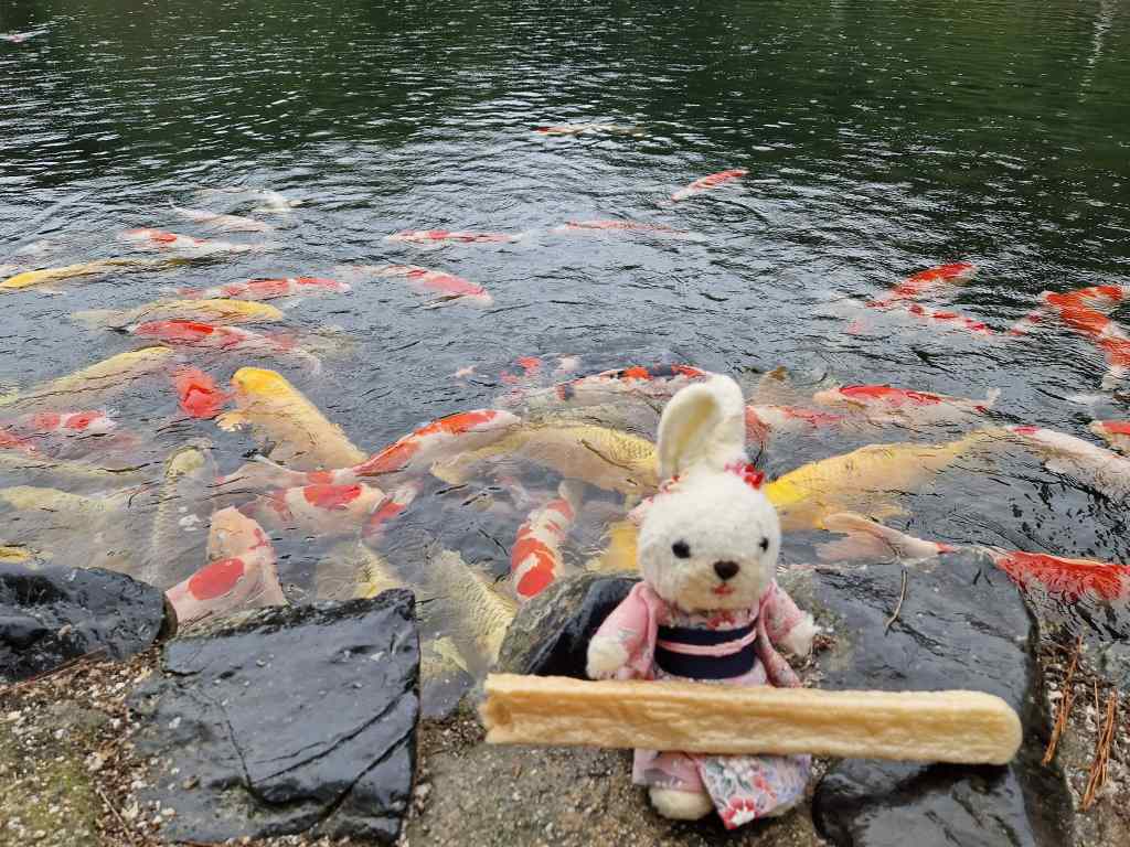 Feeding Carp Ritsurin