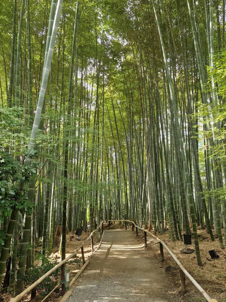 Bamboo forest at Kodaiji