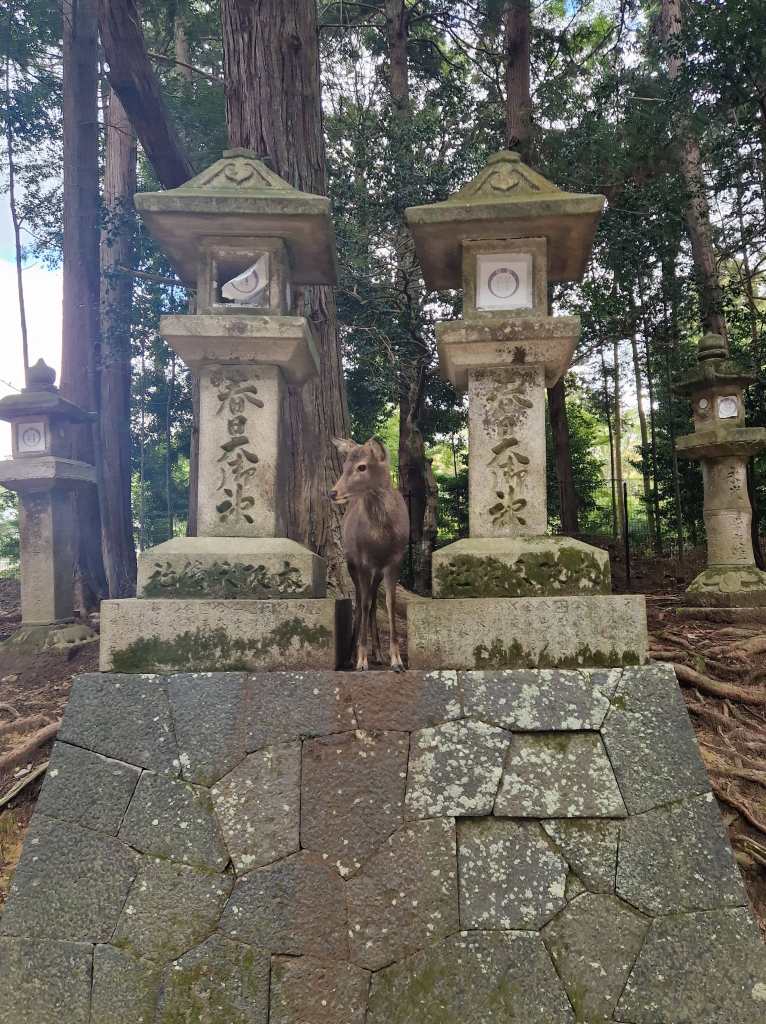 Deer at Nara