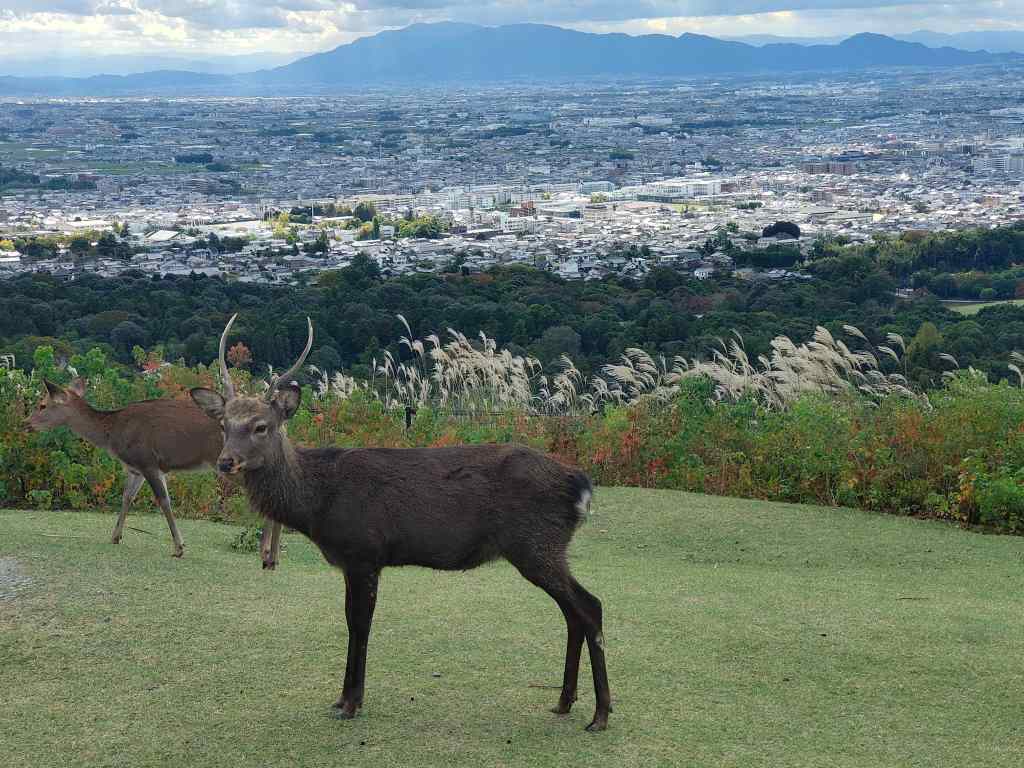 Nara view with deer